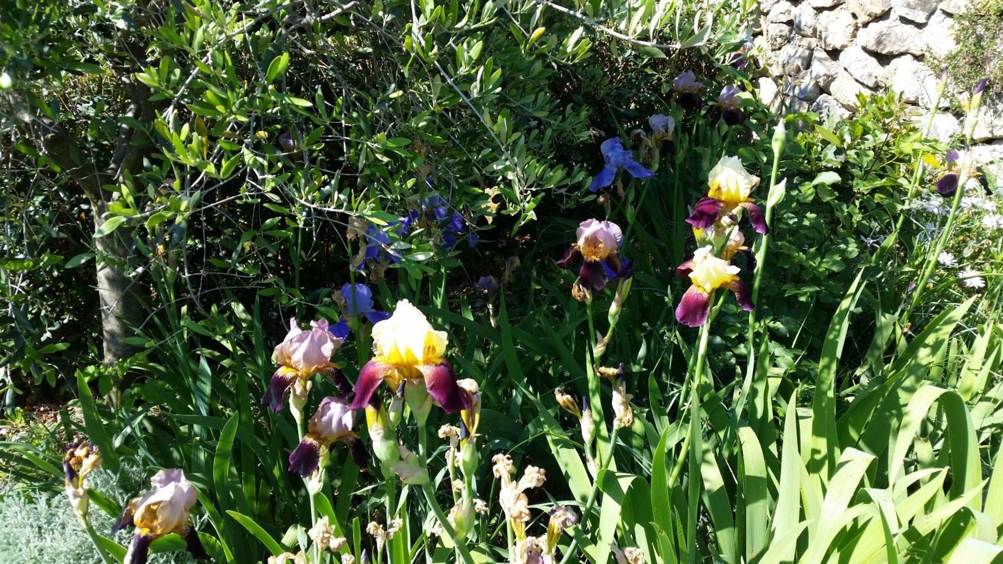 La Bastide Des Pins Bed & Breakfast Vence Exterior foto